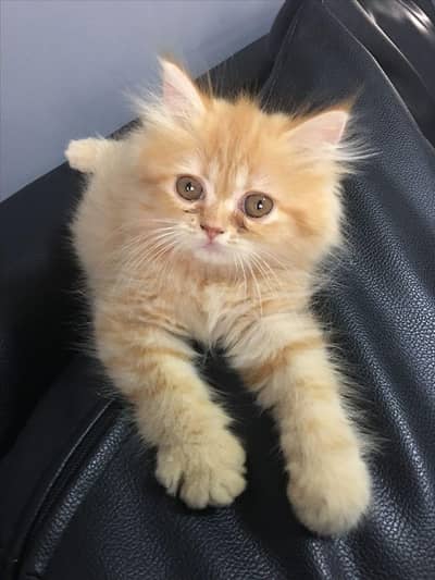 persian kitten