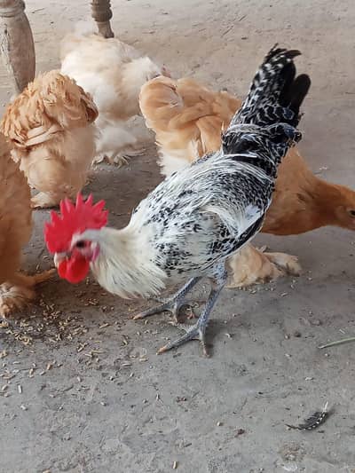 Egyptian Fayoumi Rooster + Pullets (4 Months Plus) – For Sale | Multan