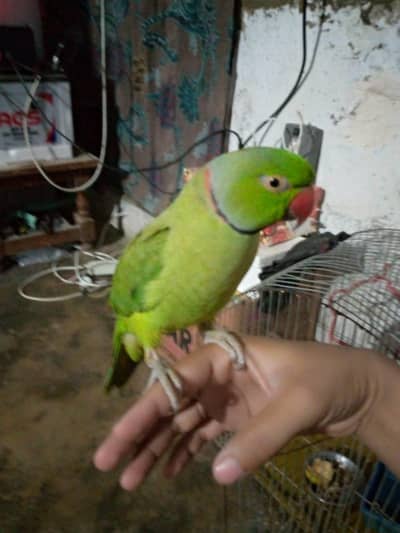 ALL TALKING AND HAND TAME PARROT