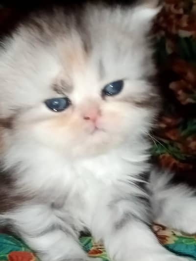 Persian tripple coat punch face kitten. age 30 days.