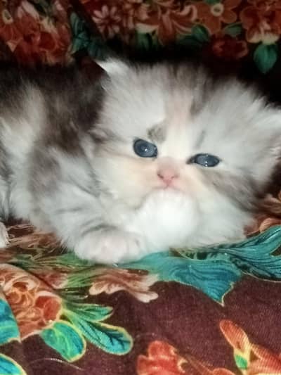 Persian tripple coat punch face kitten. age 30 days.