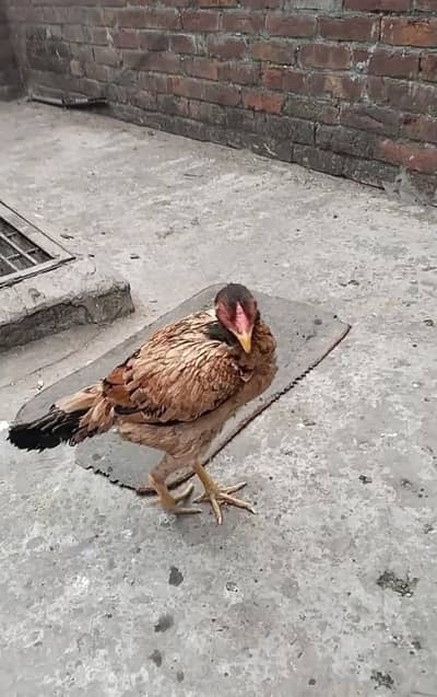 for urgent sale aseel pair