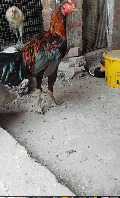 for sale aseel morga