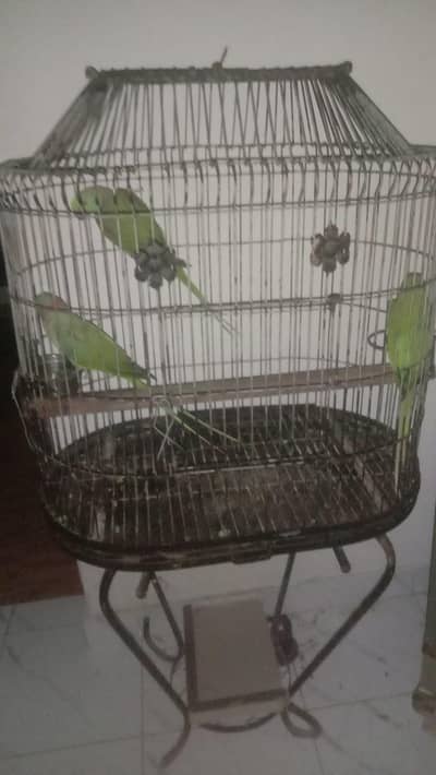 one pair ha or aik male extra cage k sath Dena ha