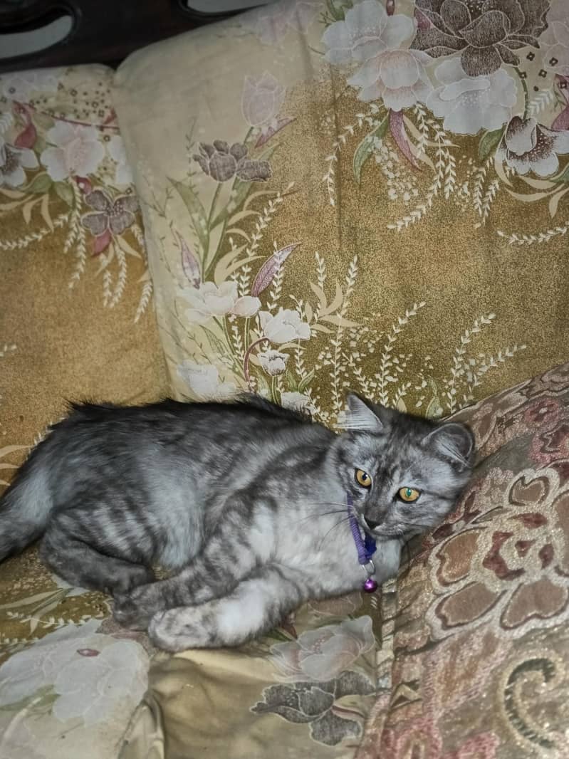 cat  0