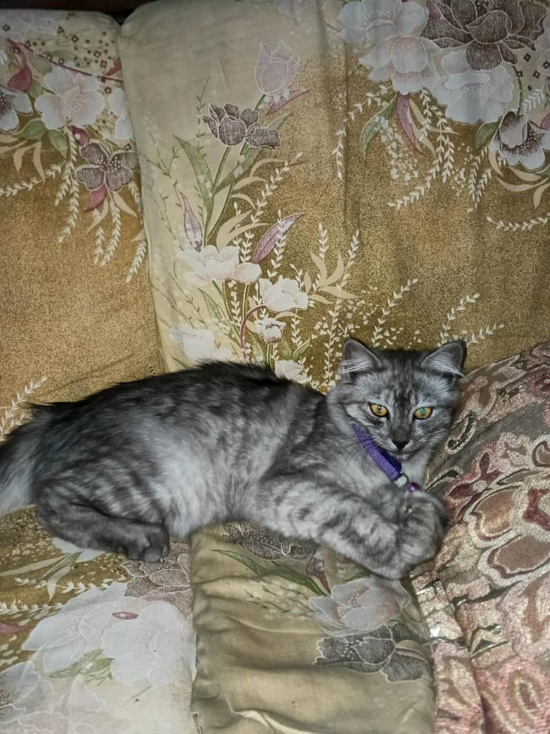 cat  1