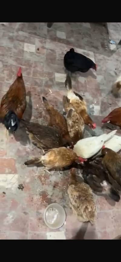 2 males and 16 females ( egg lying ) for sale  male price 1500 each