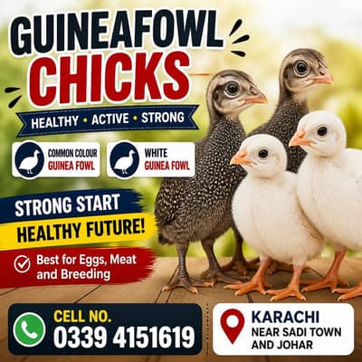 Guinea fowl, Turkey, Buff, Polish, Silkie, bantum, misri, aseel,brahma