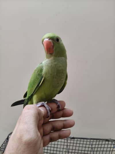 Healthy Ringneck Parrot Babies – 2.5 Months Old