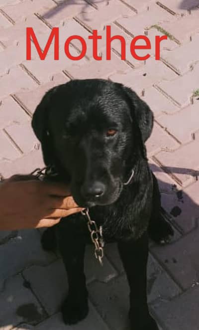 labrador cross puppies