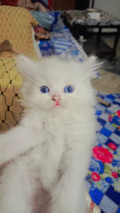 Persian Punch & Piki face Kitten
