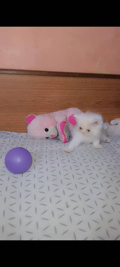 PERSIAN KITTEN MALE FEMALE CAT PIKI BLOODLINE Cats