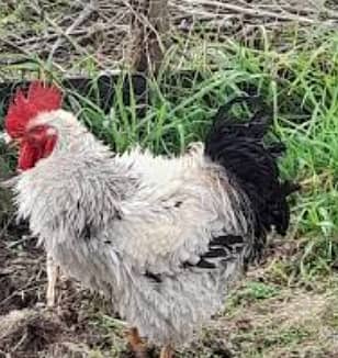 Frizzle eggs 0