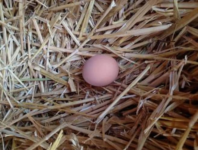 Frizzle eggs 1