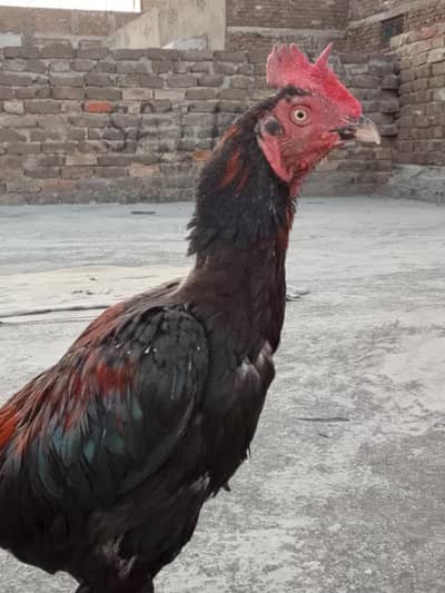 bengum murga h long tail me