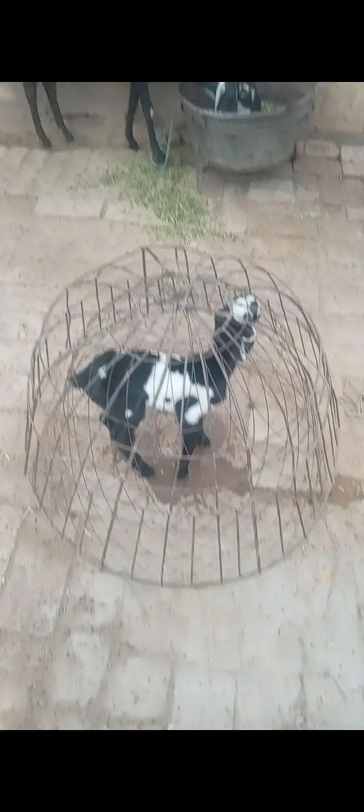khubsurat bakri aik pyarey 2mah k (Narr)  bche k sath — photo 2
