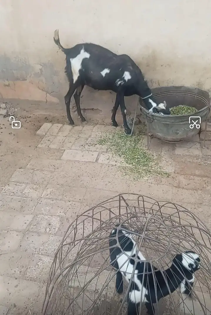 khubsurat bakri aik pyarey 2mah k (Narr)  bche k sath — photo 3