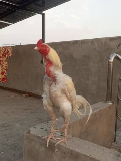 3roi set high quality heera aseel. male 1 eye breeder
