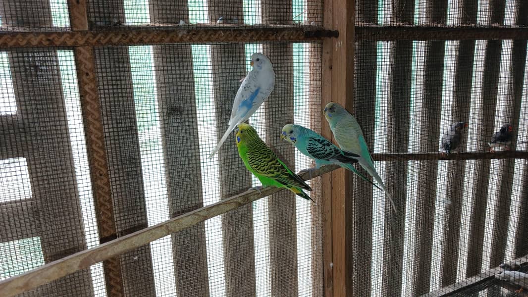 budgies 0