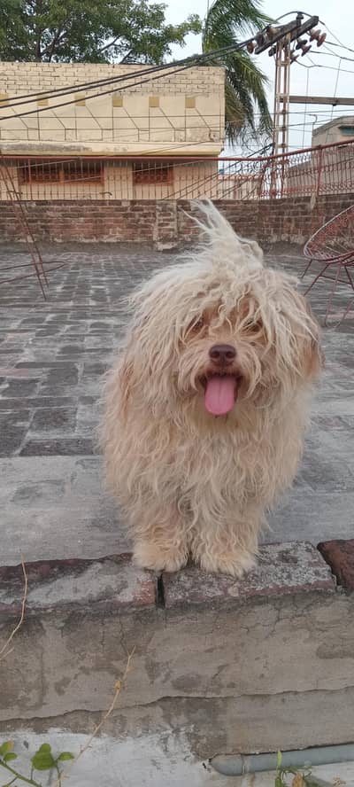 maltese Golden Breed