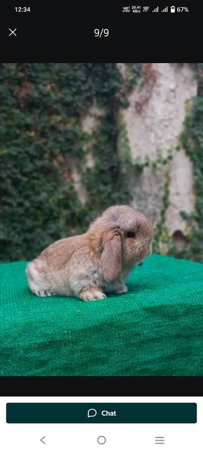 Holland lop best quality