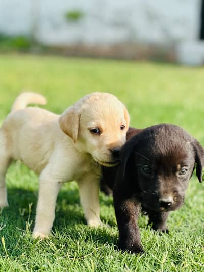 Labrador puppies looking for new home