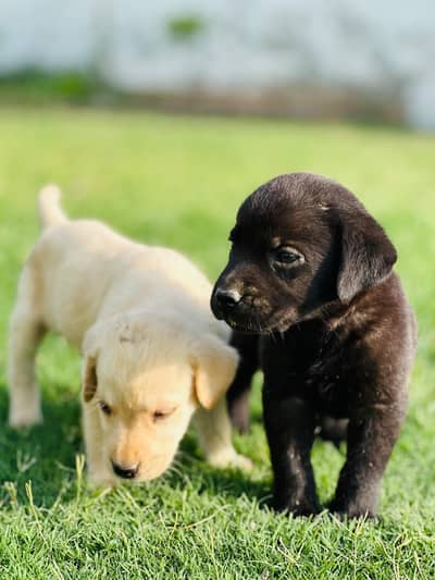 Labrador puppies looking for new home