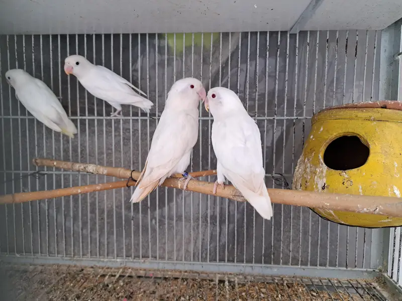 breeder pairs