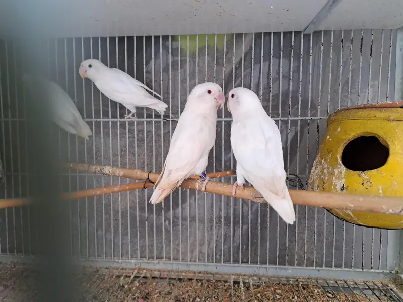 breeder pairs — photo 2