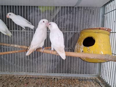 breeder pairs