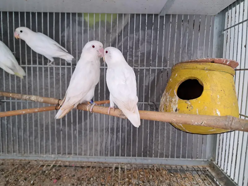 breeder pairs — photo 3