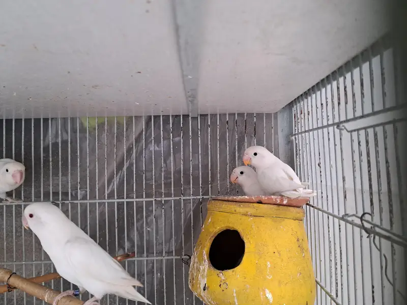 breeder pairs — photo 4