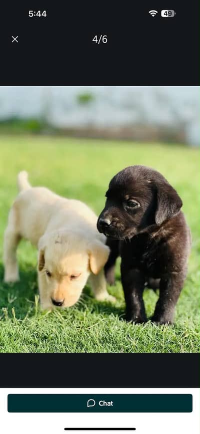 Labrador puppies looking for new home