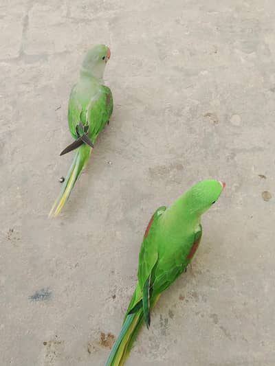 kashmiri raa taim pair