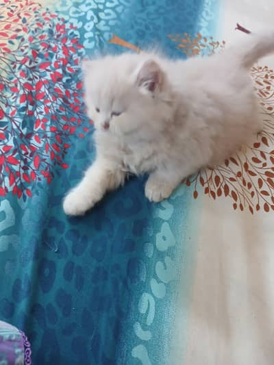 pershan cat