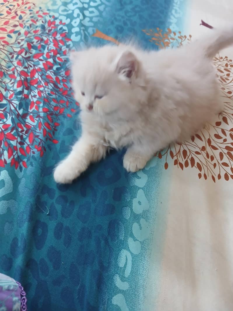 pershan cat 0