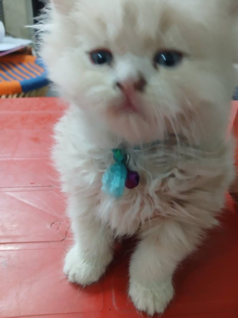 pershan cat 1