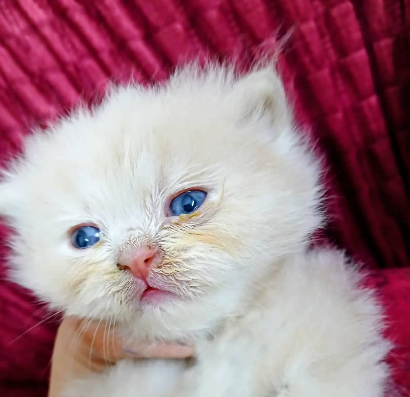 pershan cat 2