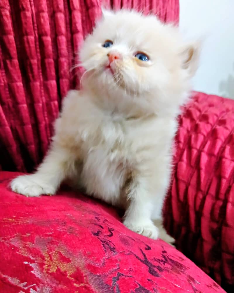 pershan cat 3