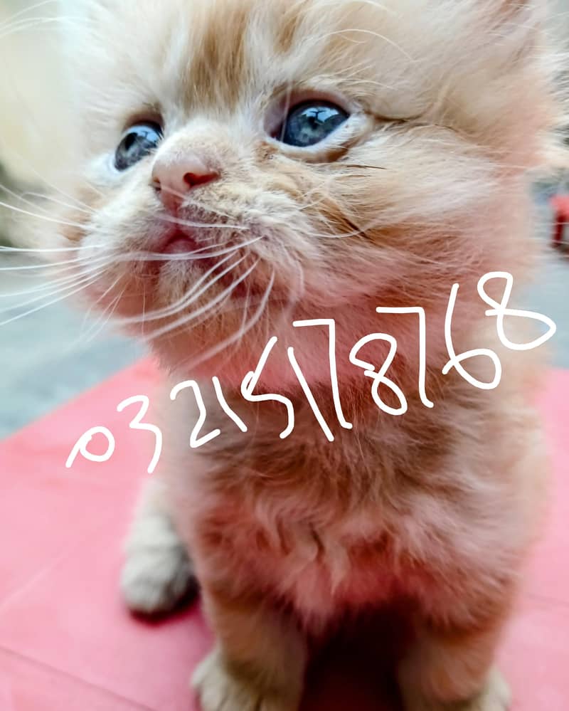 pershan cat 4