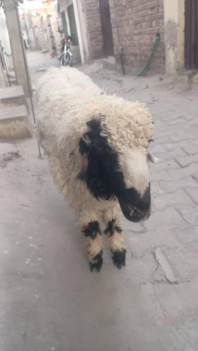 for sale dunba inbest  price  more details come whatsapp.  03027583478