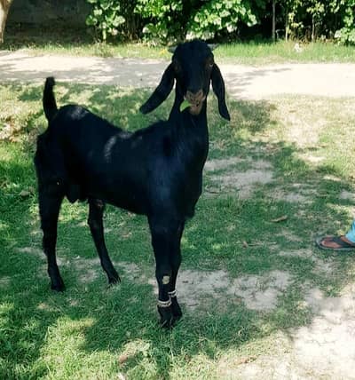 Goat child