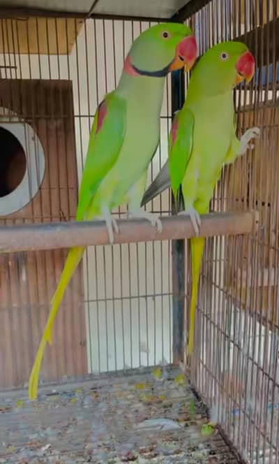 raw jora for sale  male female