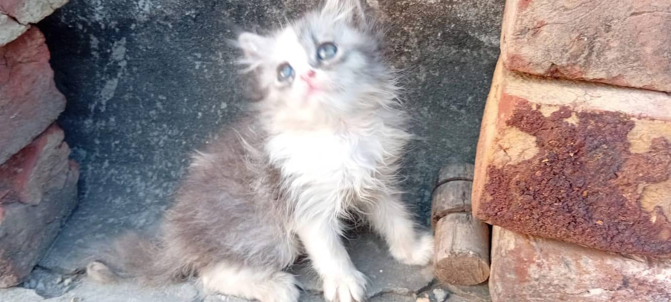 8 kittens 0