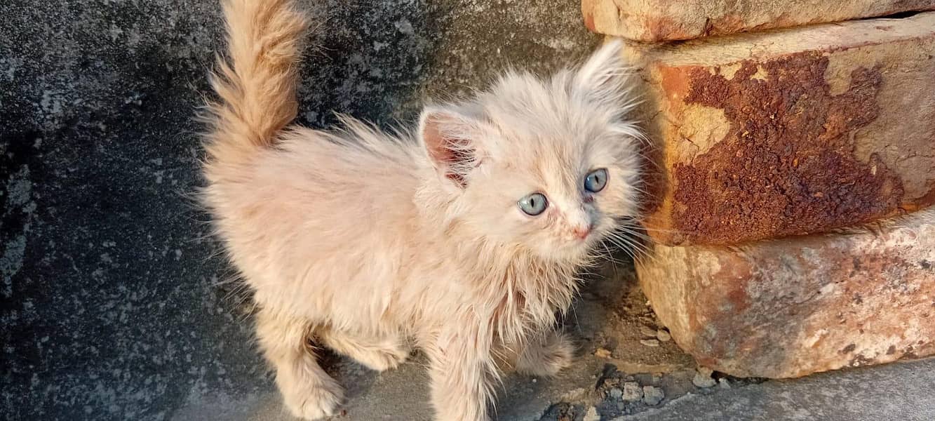 8 kittens 3
