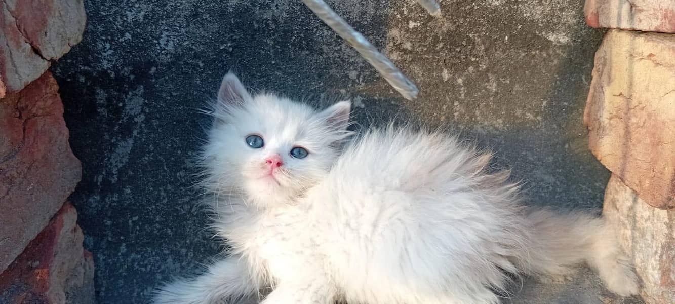 8 kittens 4