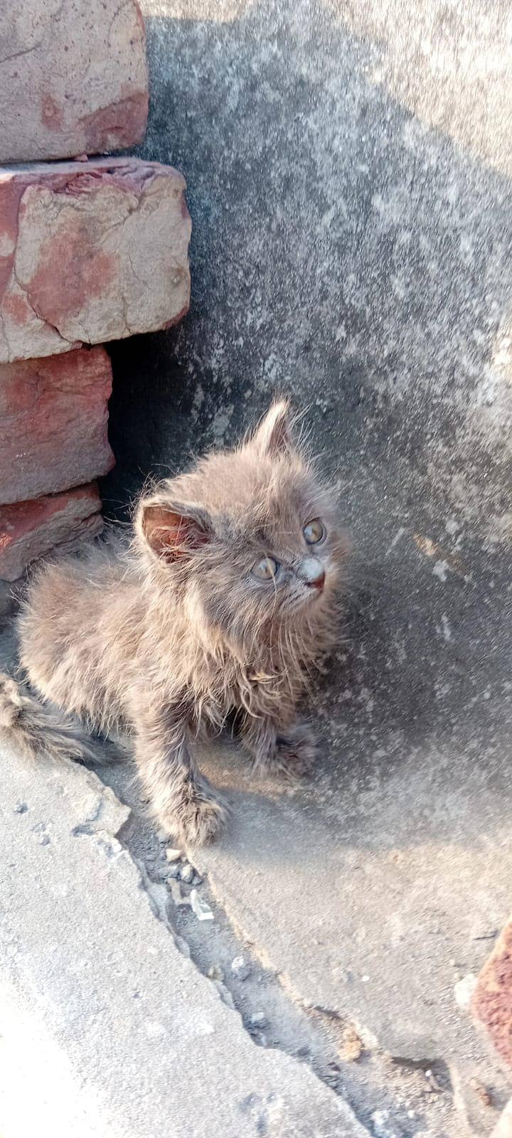 8 kittens 5