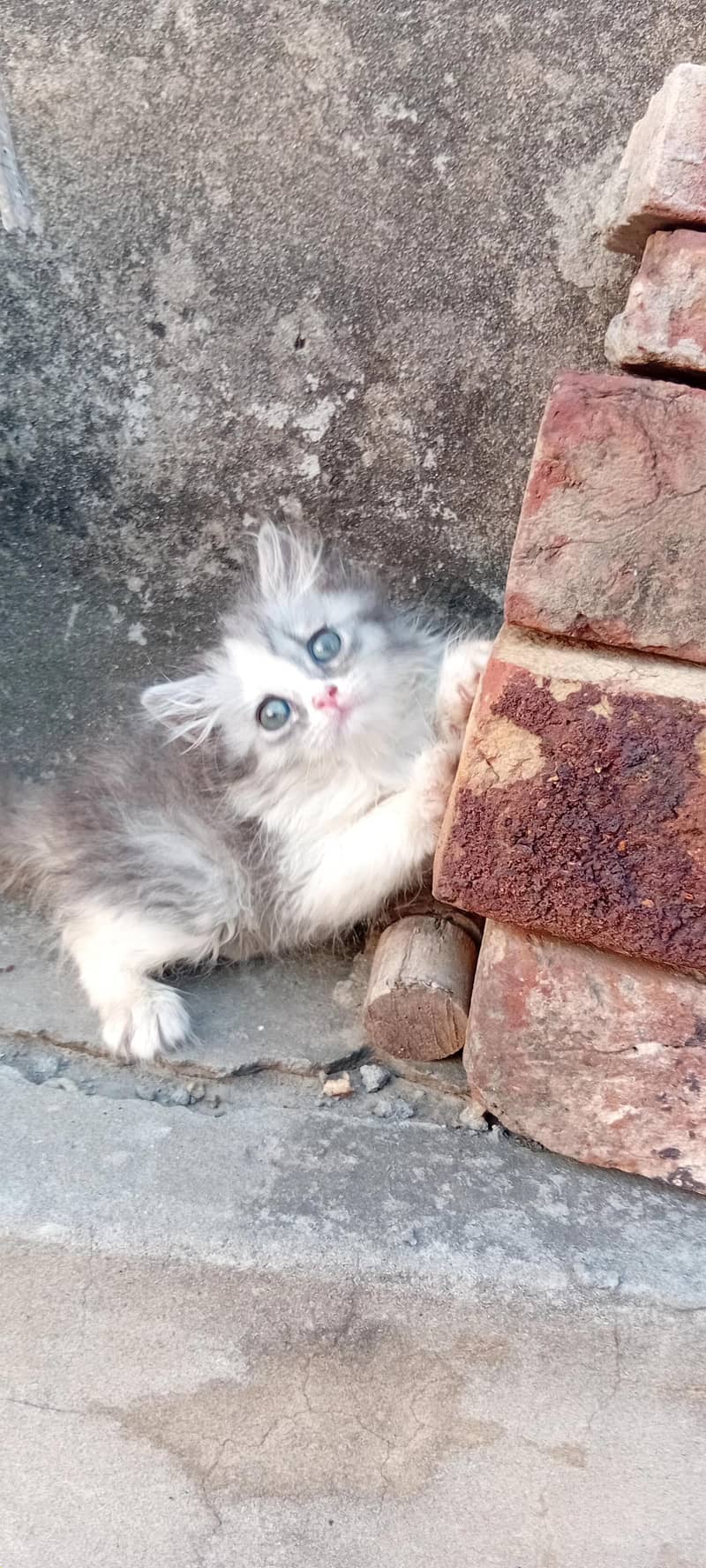 8 kittens 7
