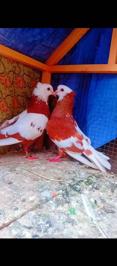 Lal jogi breeder pair pigeons pishori kabotar pigeon for sale sehrazi