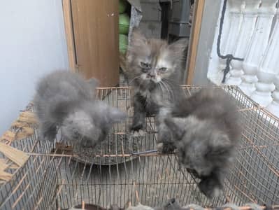 Females Kitten For Sell